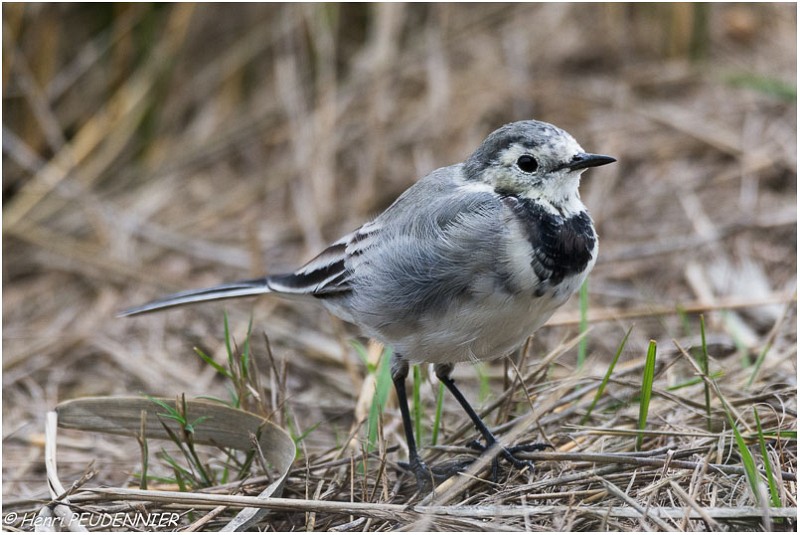 BERGERONNETTE GRISE-A17_4377_RC.jpg