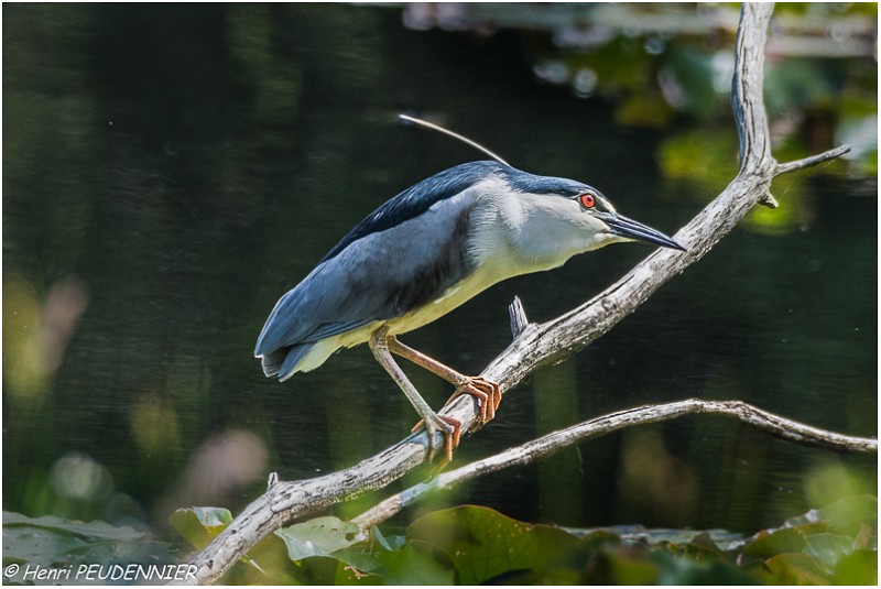 Bihoreau_gris_A16_1300_RC - Copie.jpg