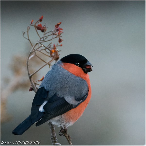 Bouvreuil_pivoine_male_A18_1010_RC.jpg