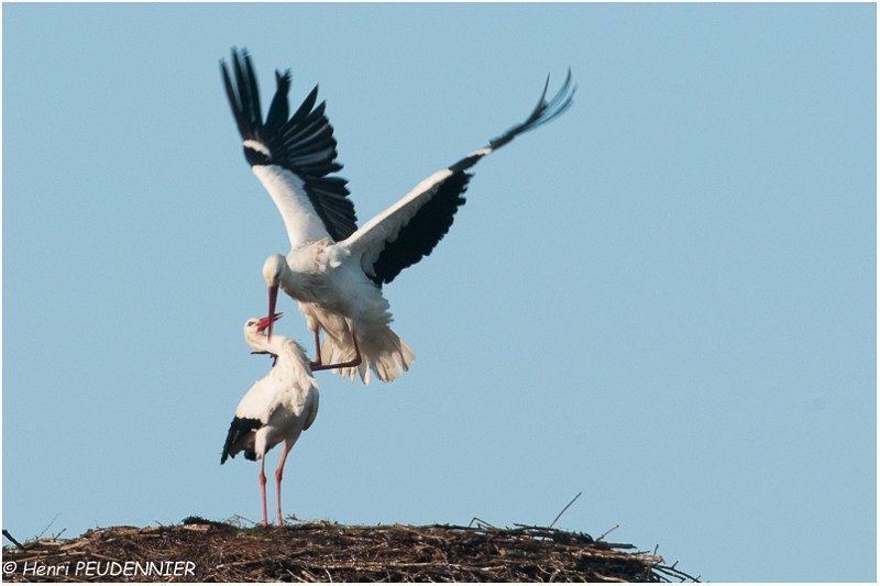 Cigogne_A13_0033_RC.jpg