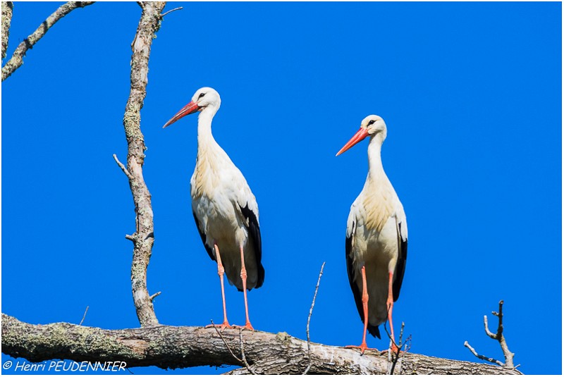 Cigognes_A16_0784_RC.jpg