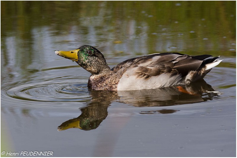 Colvert_male_A17_4656_RC.jpg