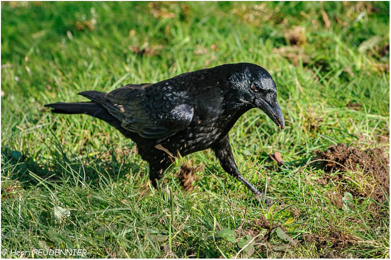 Corneille_A10_8677_RC.jpg