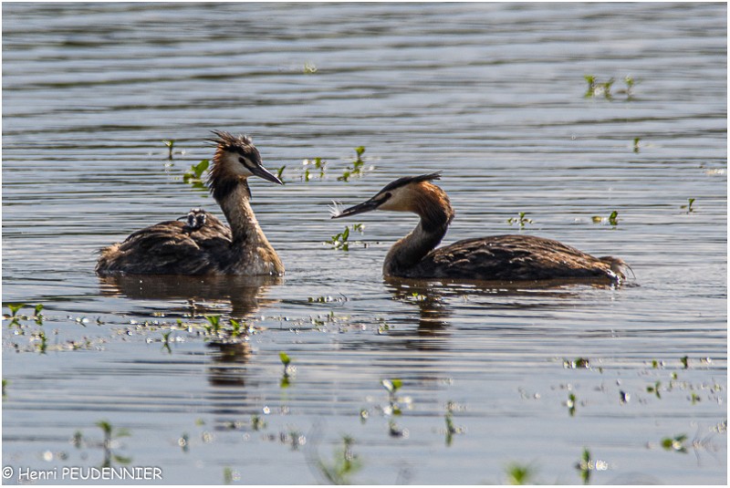 Grebe_Huppe_521_0819_RC.jpg