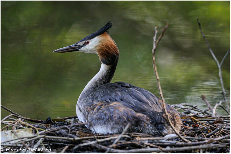 Grebe_huppe_A12_3393_RC.jpg
