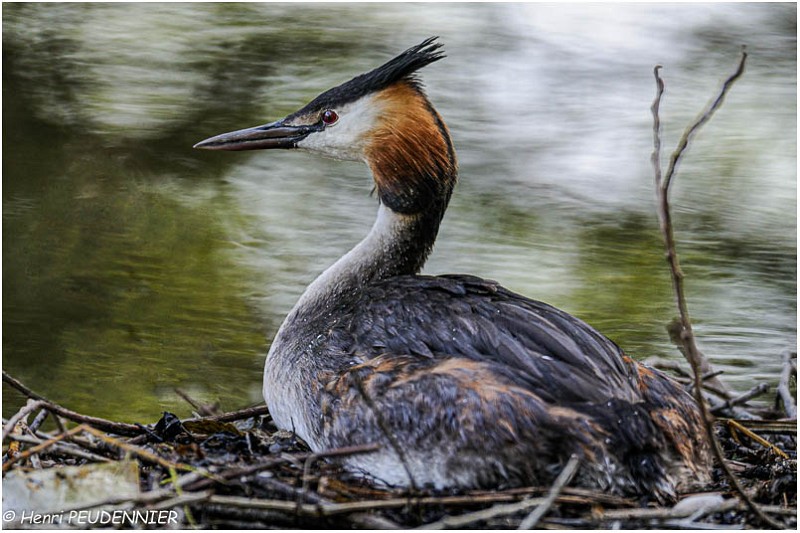 Grebe_huppe_A12_3402_RC.jpg