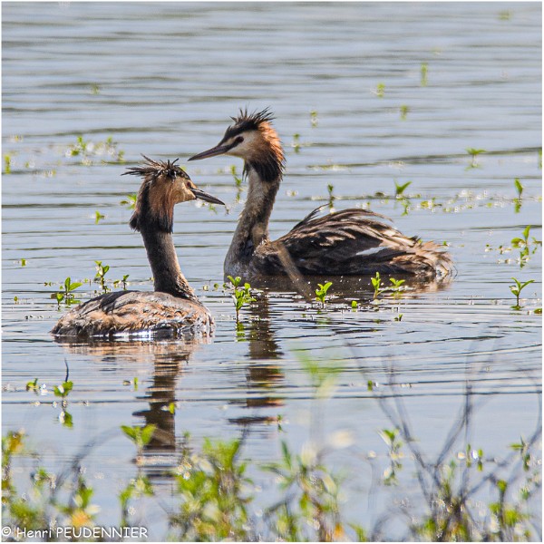 Grebes_Huppes_521_0756_RC.jpg