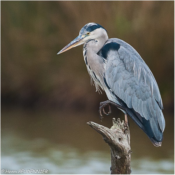 Heron_cendre_A13_7186_RC.JPG