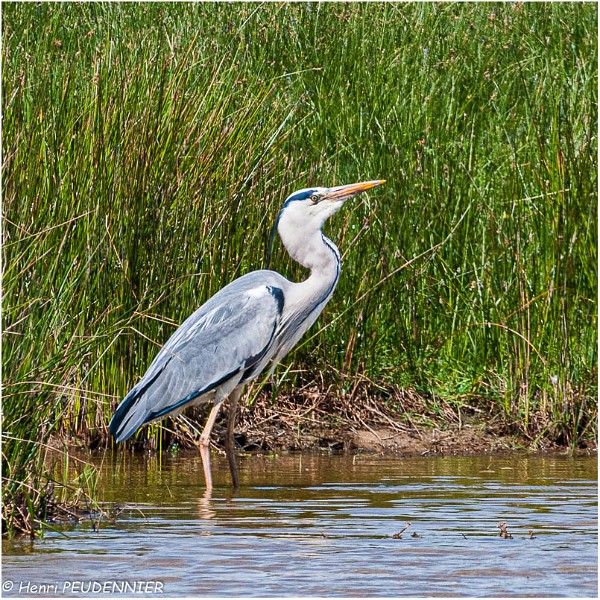 Heron_cendre_A14_1859_RC.jpg