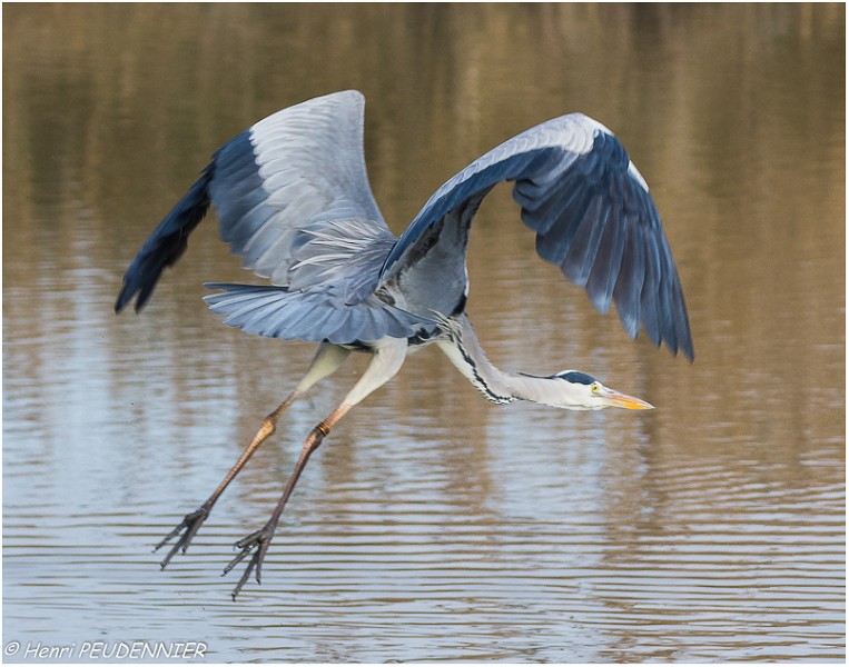 Heron_cendre_A16_4378_RC.jpg