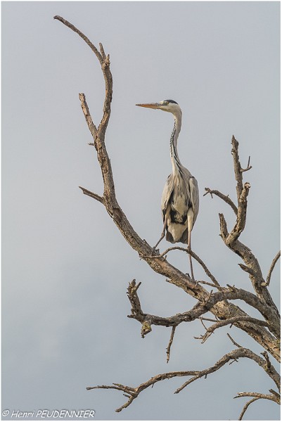Heron_cendre_B16_3347_RC.jpg