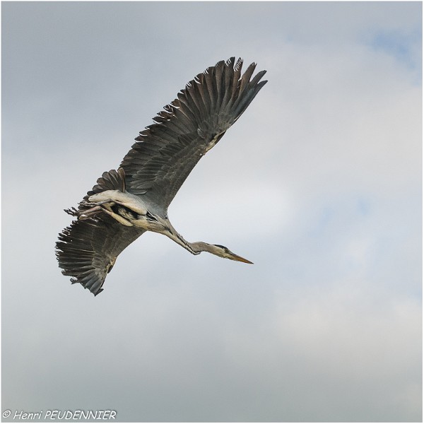 Heron_cendre_B16_3362_RC.jpg
