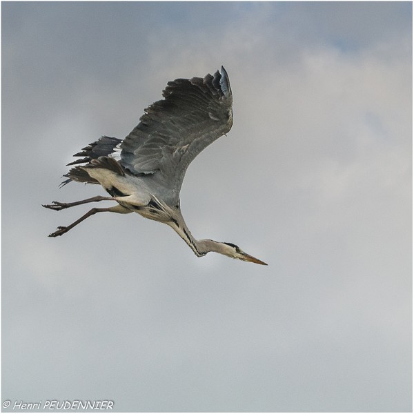 Heron_cendre_B16_3363_RC.jpg