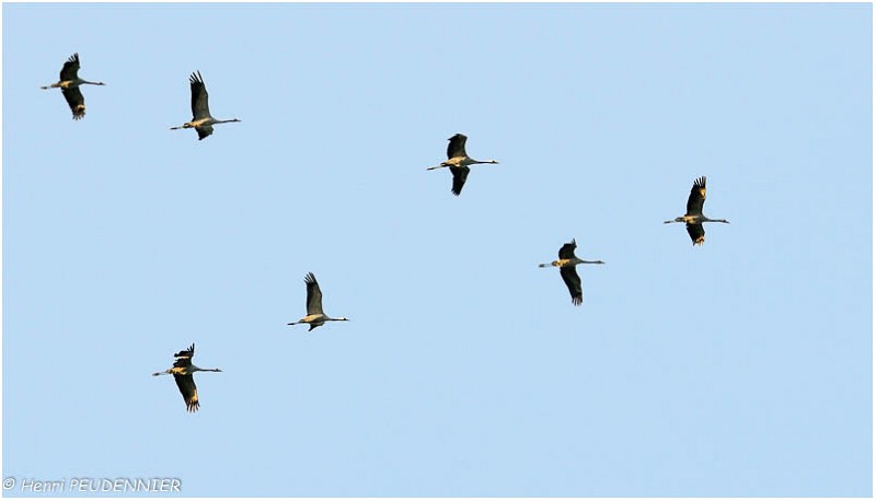 Migration_grues_A11_12571_RC (2).jpg