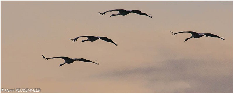 Migration_grues_A11_12633_RC.jpg