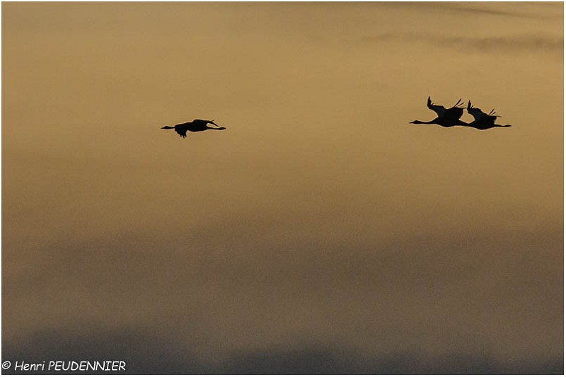 Migration_grues_A11_12658_RC.jpg