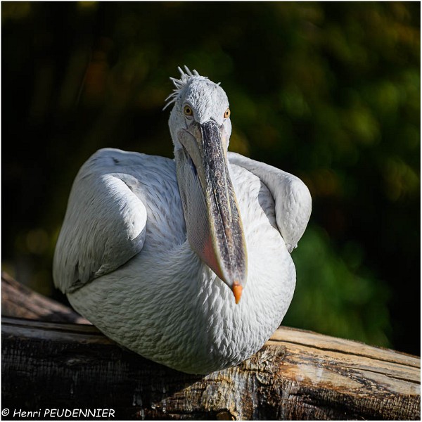 PELICAN_FRISE_Z19_2682_RC.jpg