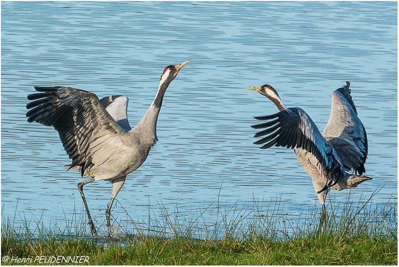 Parades de grues_B14_0693_RC.jpg
