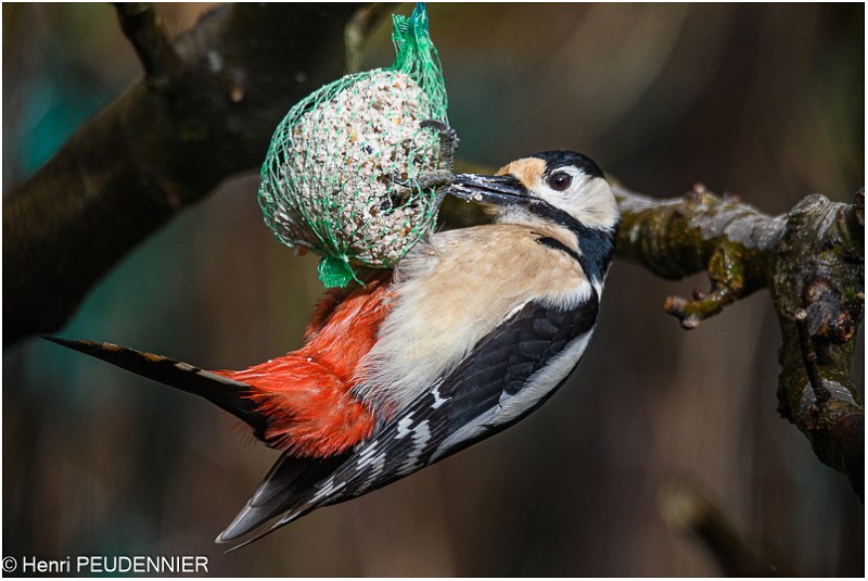 Pic Epeiche_521_0042_RC.jpg