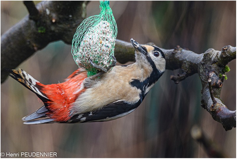 Pic Epeiche_521_0067_RC.jpg