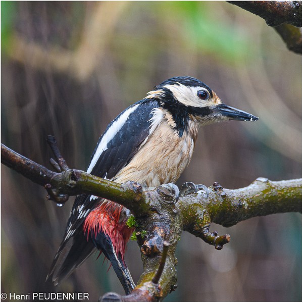 Pic Epeiche_521_0109_RC.jpg