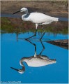 AIGRETTE GARZETTE-A14_5739-RC