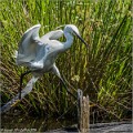 Aigrette_Garzette_A16_1357_RC
