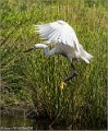 Aigrette_Garzette_A16_1381_RC