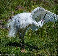 Aigrette_garzette_A13_1995_RC