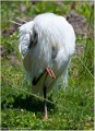 Aigrette_garzette_A13_2018_RC