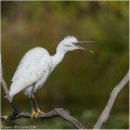 Aigrette_garzette_A16_3304_RC