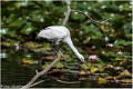 Aigrette_garzette_A17_4589_RC