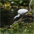 Aigrette_garzette_A17_4605_RC
