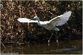 Aigrette_garzette_A17_4696_RC