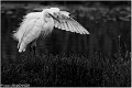 Aigrette_garzette_A18_2475_RC-2