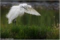 Aigrette_garzette_A18_2475_RC