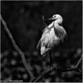 Aigrette_garzette_A18_2668_RC-2