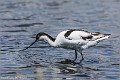 Avocette_elegante_A16_1552_RC