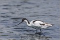 Avocette_elegante_A16_1556_RC