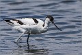 Avocette_elegante_A16_1567_RC