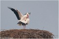 Cigogne_A13_0008_RC