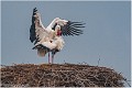 Cigogne_A13_0011_RC