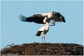 Cigogne_A13_0032_RC