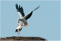 Cigogne_A13_0033_RC