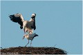 Cigogne_A13_0036_RC
