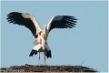 Cigogne_A13_0044_RC