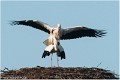 Cigogne_A13_0045_RC