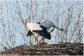 Cigogne_A13_0059_RC