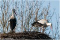 Cigogne_A13_0067_RC