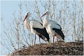 Cigogne_A13_0080_RC